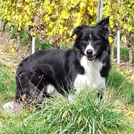 Zum Kronprinzen Hotel 3*