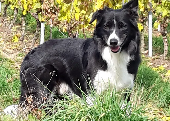 Zum Kronprinzen Отель 3*